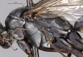 Media type: image;   Entomology 13706 Aspect: thorax lateral